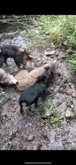 Продам рабочего кобеля зсл