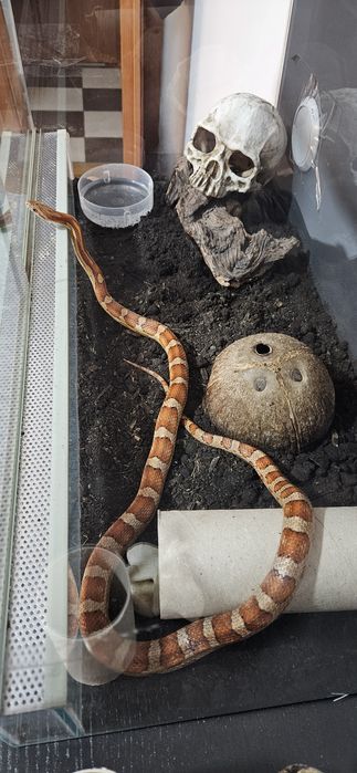 Corn snake + terariu + accesorii + hrana conge