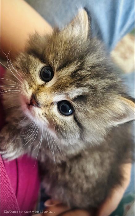 Котята крысоловы
