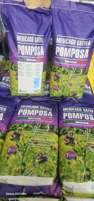 Samanta Lucerna Pomposa