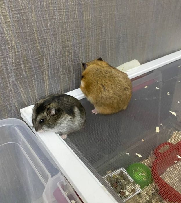 Хомяки домашние,здоровые