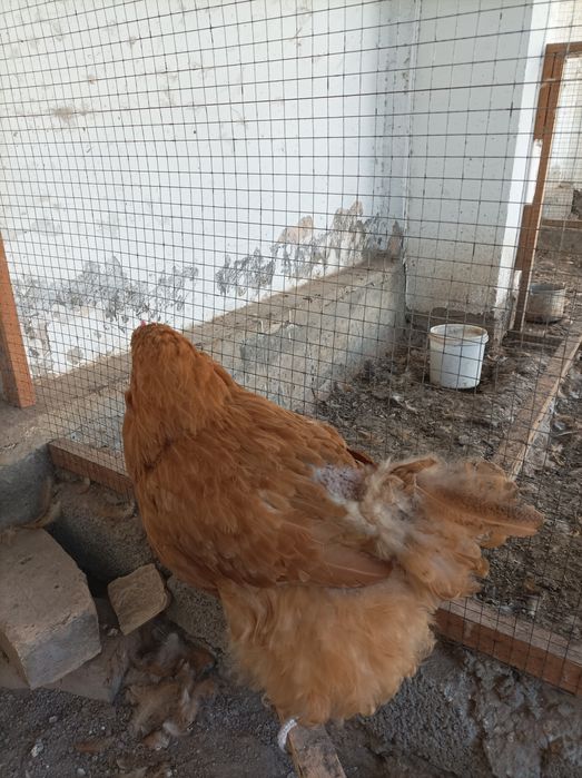 Орпингтон порода кур.Петух и курицы.Молодые,несут яйца.Мясо яичные