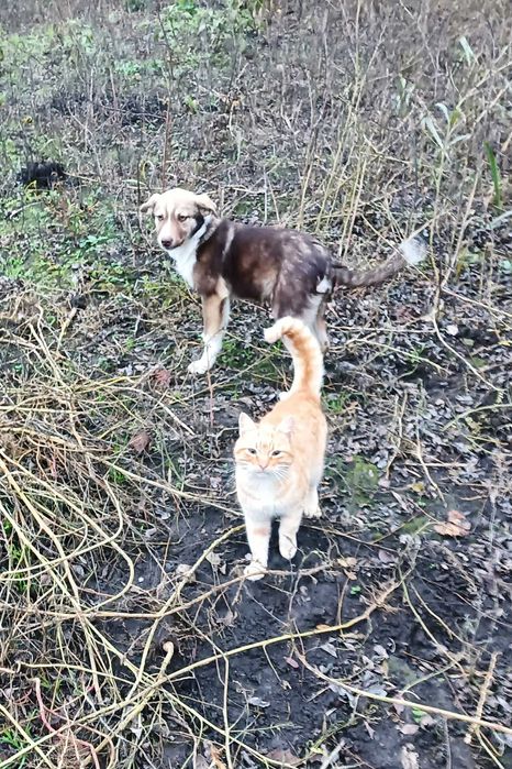 Donez pisici și căței