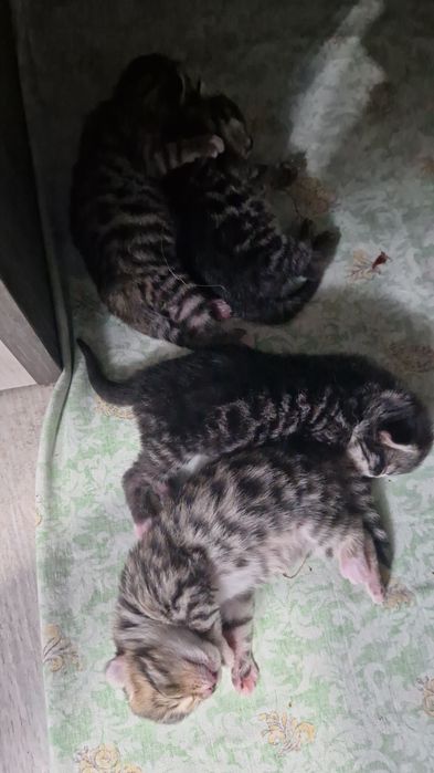 Бенгальские котята