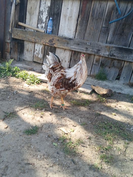Vand cocoș ft blad de 1 an inelat