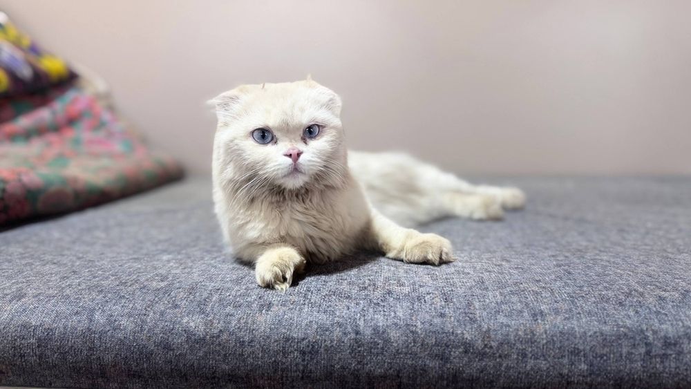 Scottish Fold zoti