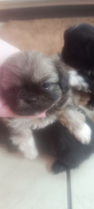 Пекинезчета родени на 12 февруари