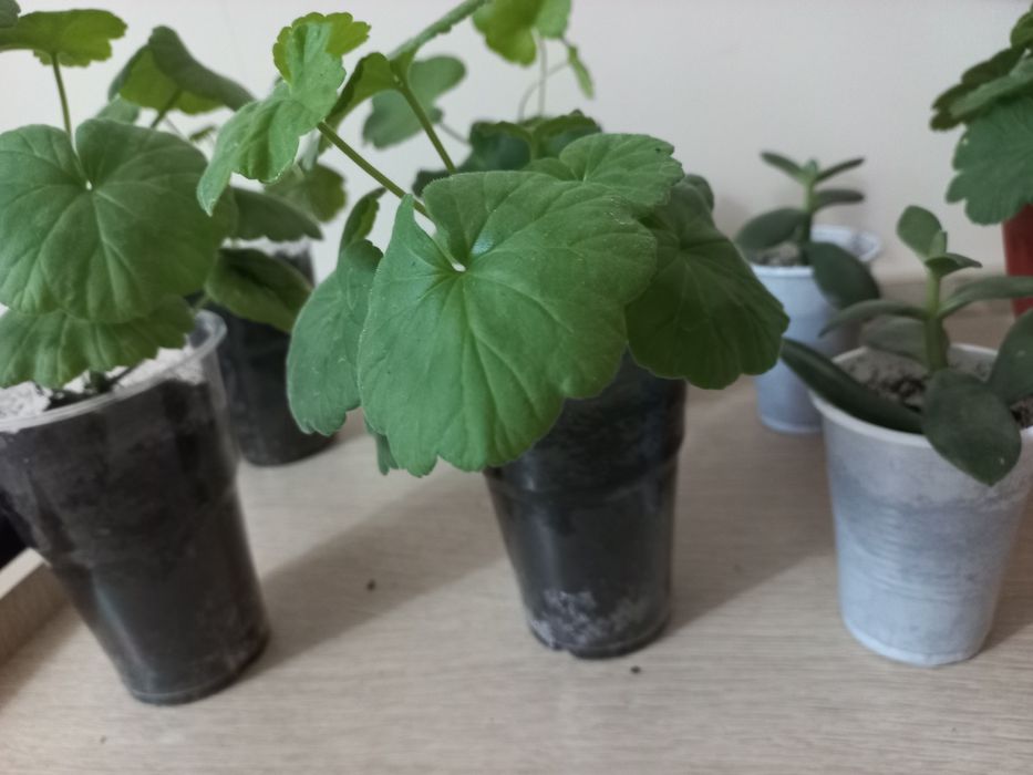 Герань,  толстянка