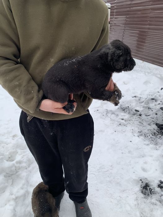 Продается Щенкии Алабая 1месяц