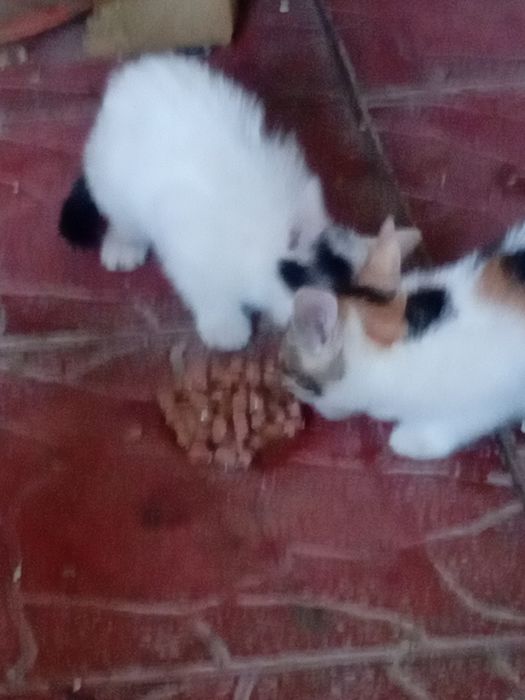 Donez pisoiasi  Calico