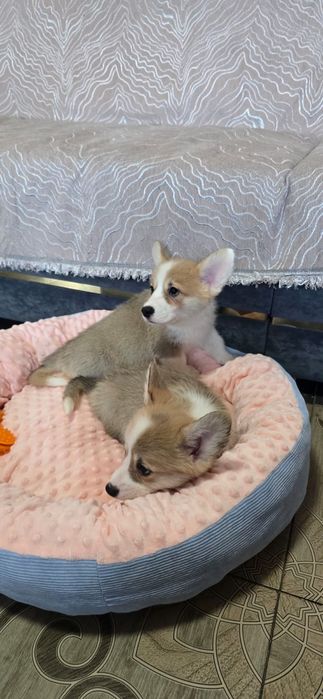 Предлагаю Вельш корги-пемброк