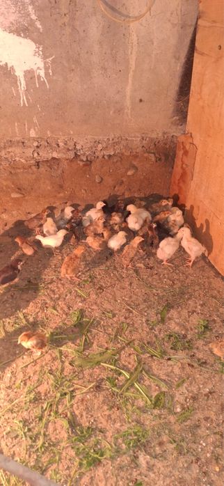 Продам цыплят 2 недели