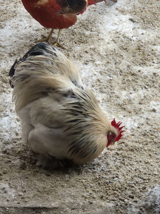 Păuni arlechin,fazani aiuriu pe rosu si cochinchina pitic!