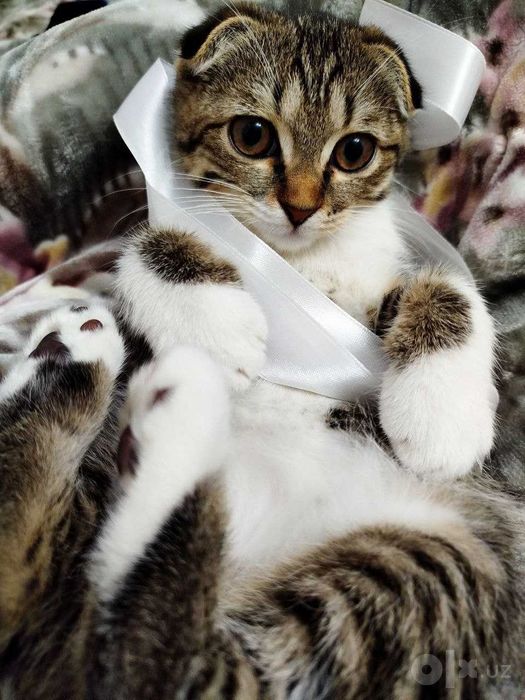 СКОТИШ ФОЛД девочка продается