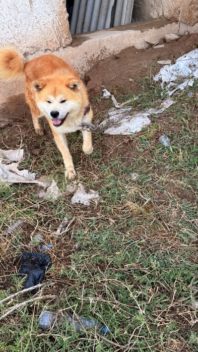 Akita Inu Erkak 2 yosh