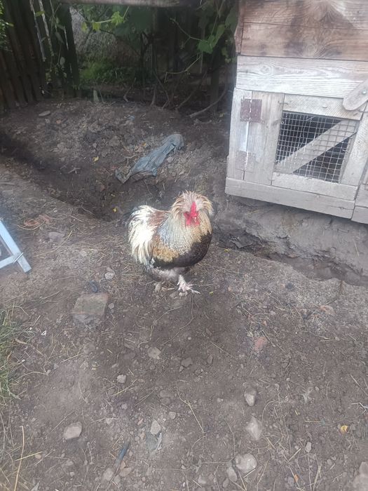 gaini brahma Cocosi brahma ,cocosi motati si cocosei brahma portelanOua din gainile din poze brahma ,motate ,paduana strumsky batan