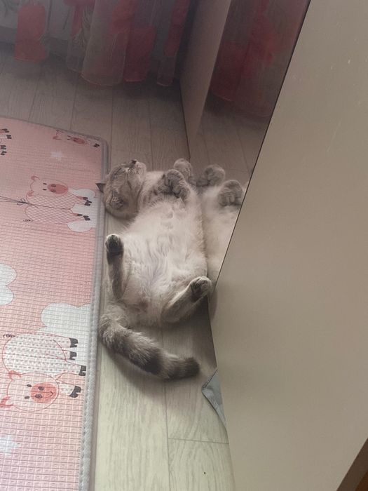Отдам кошку взрослую