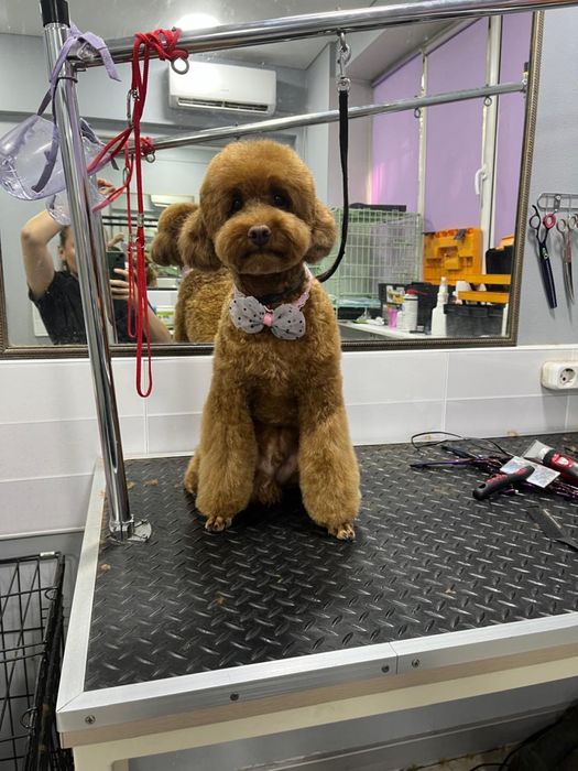 Груминг для собак и кошек