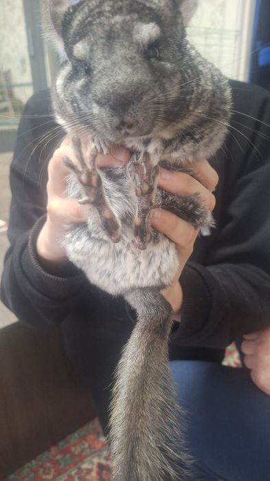 Продам шиншилу, мальчик,возраст 1,5.