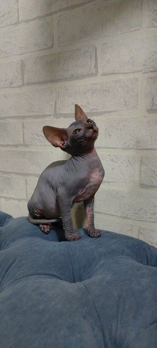Котенок Сфинкс Канадский