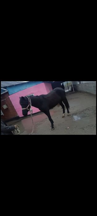 Продам кобылу Англа арабка 3года 2 месяца