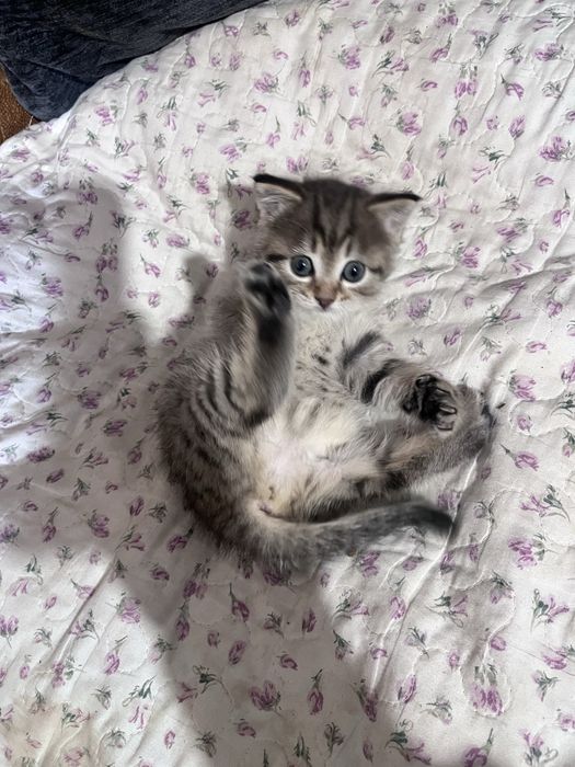 Отдам котенка девочку