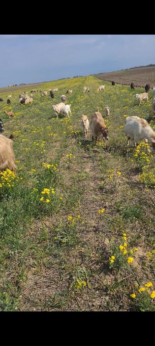 Capre de Vânzare de Lapte