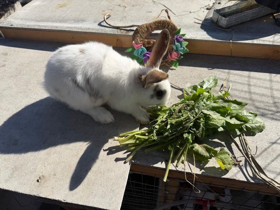 Продам крольчат, крольчат