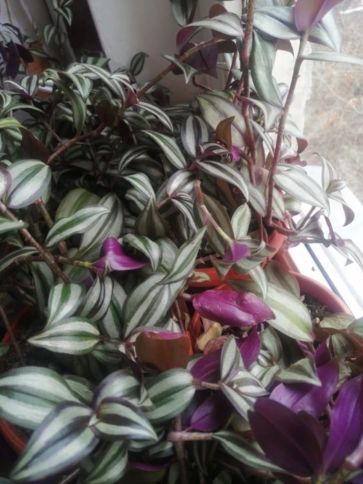 Продам комнатные цветы