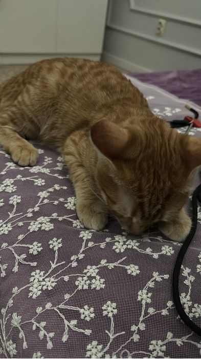 Пропал кот рыжий