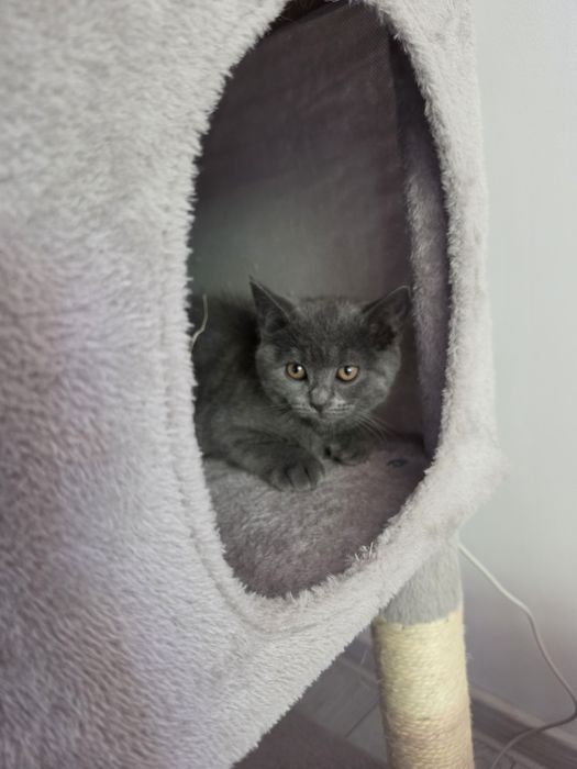 British shorthair