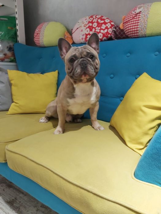 Французский бульдог Вязка