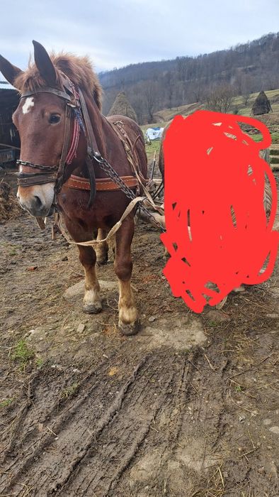 Vând iapă ........