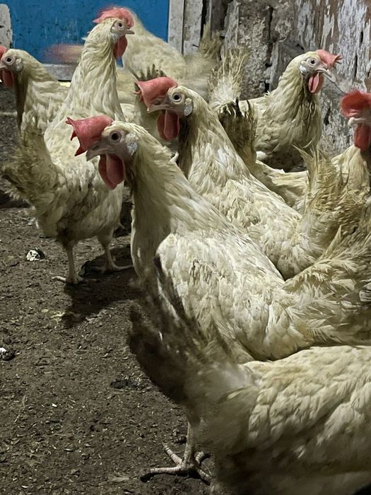 Продам Куры несушки