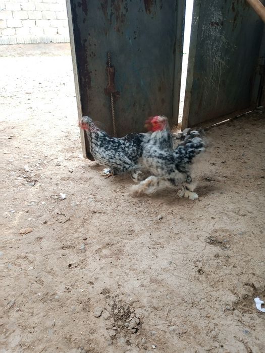 Жумыртка туып жатыр