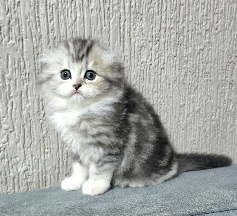 Продаётся котёнок породы Скоттиш фолд