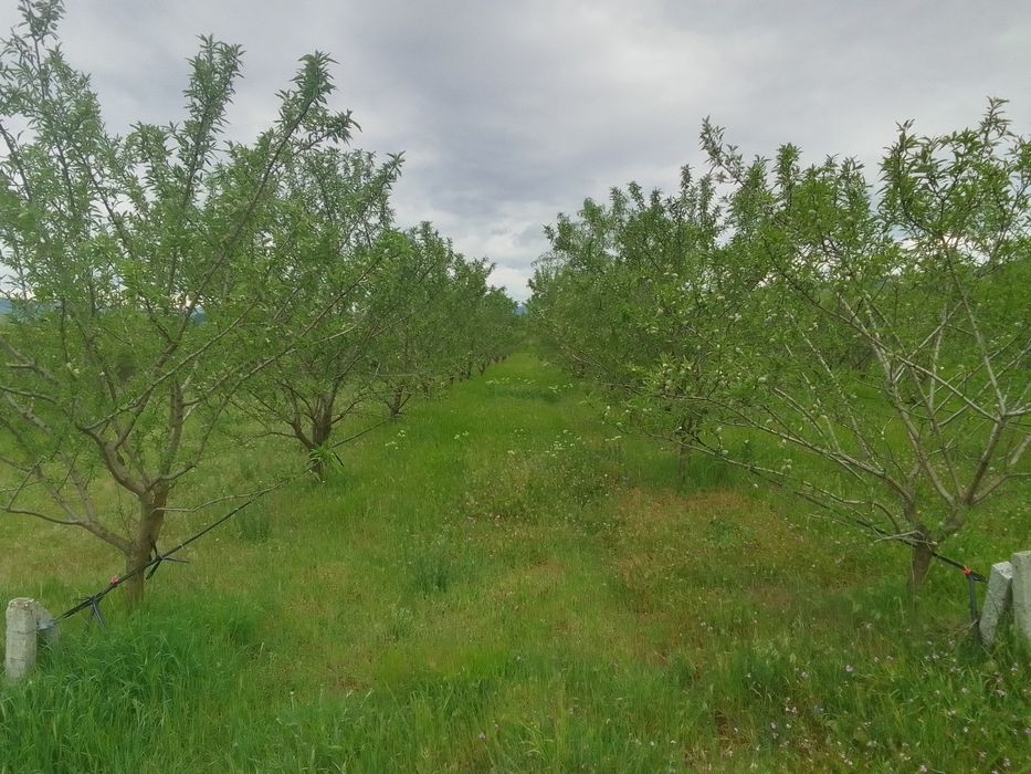 Продава се Земеделски имот в с. Просеник, Област Бургас -  кв.м за 1822 €/дка - Снимка #5