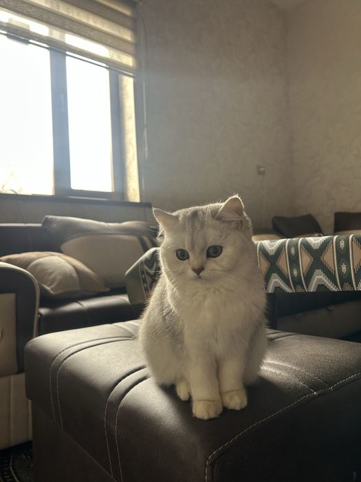 Серебристя Шиншилла