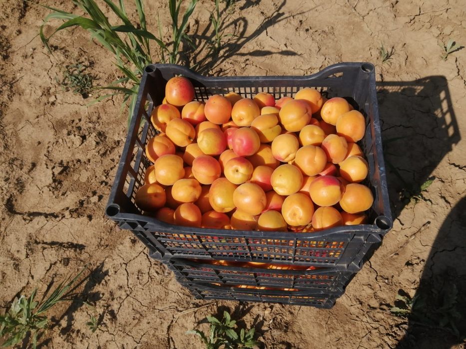 Prune centenar, Stanley și d' agen de masă și țuică  de vanzare
