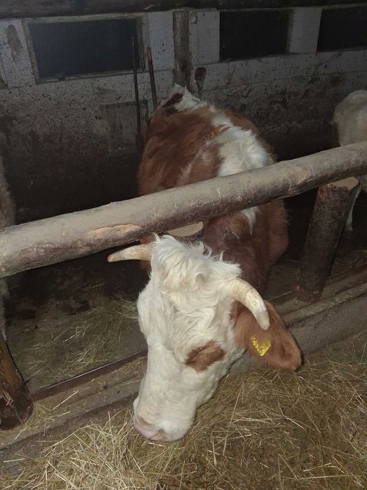 Vitei de vanzare bun de taiat sau de tinut