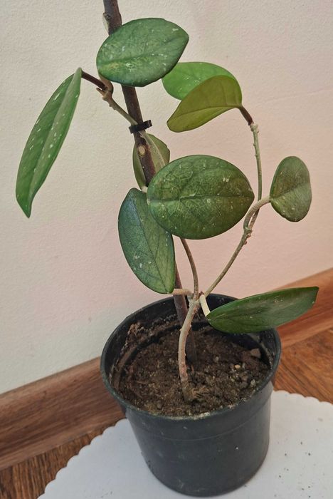 hoya-lacrima maicii domnului, monstera adansonii, zz plant, planta paianjen