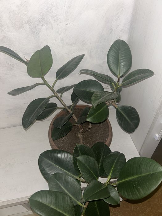 Продам большой фикус