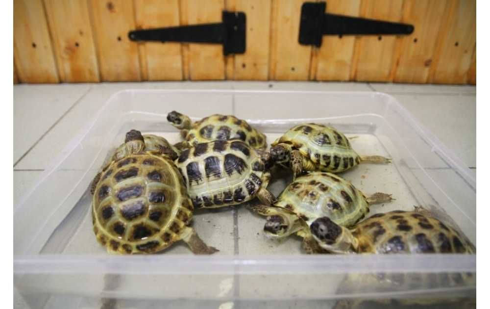 Toshbaqa черепаха домашные здаровые