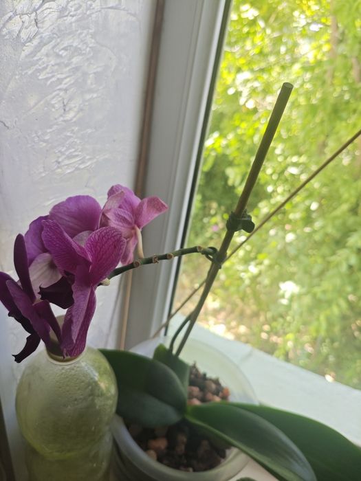 Срочно продам цветы!!