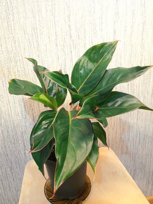 Продам Аглаонема Ред