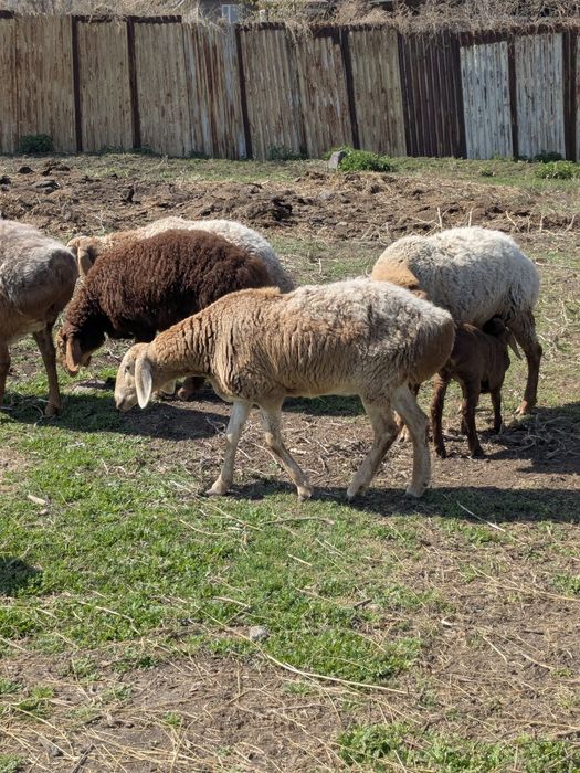 Арашан перво ярка