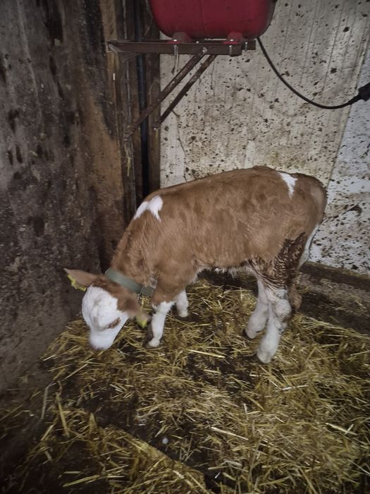 Tăuraș bălțat de vânzare.