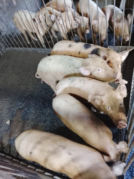 Поросята подрощенные