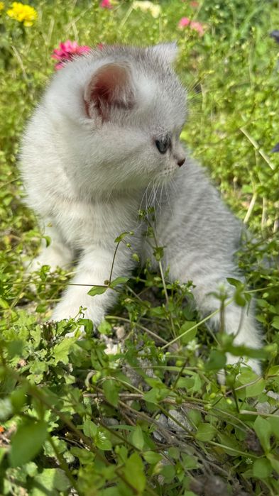 Продаются котята,шотландские скоттиш фолд и страйк