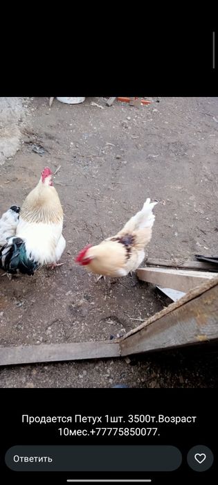 Продается петух 9-10месяцев